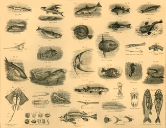Fishes, c1910