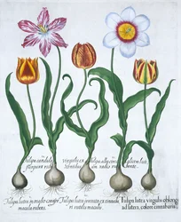 Five Tulips