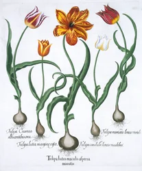Five Tulips