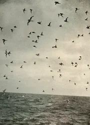 Flight of Antarctic Petrels, c1908, 1909