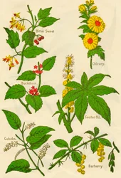 Flowers: Bitter Sweet, Buckthorn, Cubebs, Chicory, Castor Oil, Barberry