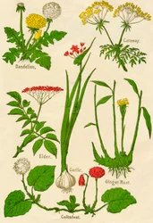 Flowers: Dandelion, Caraway, Elder, Garlic, Coltsfoot, Ginger Root