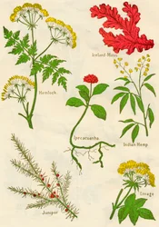 Flowers: Hemlock, Iceland Moss, Ipecacuanha, Indian Hemp, Juniper, Lovage