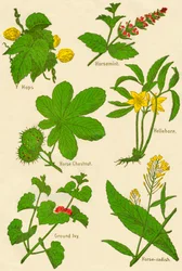 Flowers: Hops, Horsemint, Horse Chestnut, Hellebore, Ground Ivy, Horse-radish