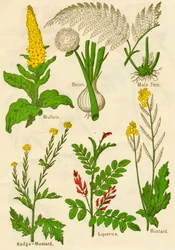 Flowers: Mullein, Onion, Male Fern, Hedge-Mustard, Liquorice, Mustard