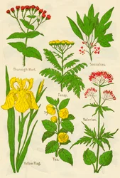 Flowers: Thorough Wort, Tansy, Sassafras, Valerian, Yellow Flag, Tea, Valerian