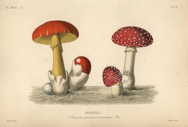 Fly agaric mushroom