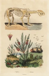 Fossil skeleton of an extinct giant ground sloth, Megatherium americanum, and tea tree or honey myrtle bush, Melaleuca species