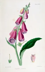 Foxglove Digitalis Purpurea