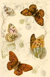 Fritillary Butterflies