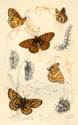 Fritillary Butterflies, 19th Century