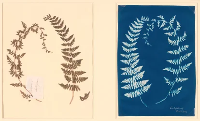 From the Hatton Fern Album
