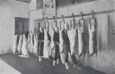 Frozen Meat