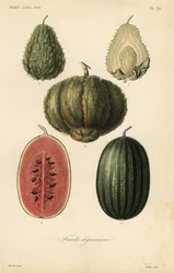 Fruits