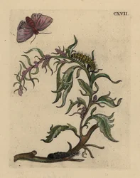 Garden orache with moth, caterpillar and pupa