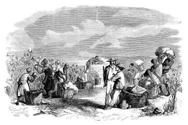 Gathering Cotton in a Cotton Plantation, c1895