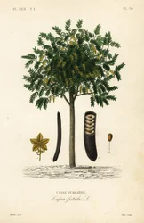 Golden rain tree, Cassia fistula