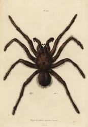 Goliath birdeater spider, Theraphosa blondi