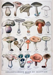Good and bad mushrooms, 1896
