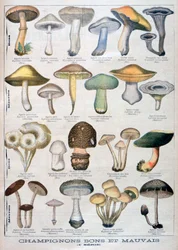 Good and Bad Mushrooms, 1896