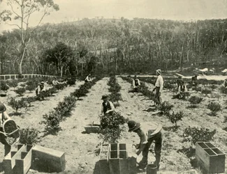 Gooseberry Farm, Glenbrook, 1901