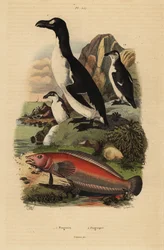 Great auk, Pinguinus impennis, extinct, and Brazilian sandperch, Pinguipes brasilianus