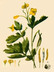 Greater Celandine
