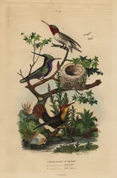 Green-crowned Plovercrest, Ruby-throated Hummingbird, and Ruby-topaz Hummingbird and Nest