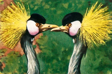Grey crowned cranes