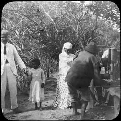 Grinding sugar cane, Brazil, late 19th or early 20th century