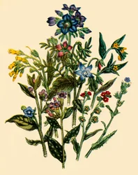 Group from the Forget-Me-Not Family