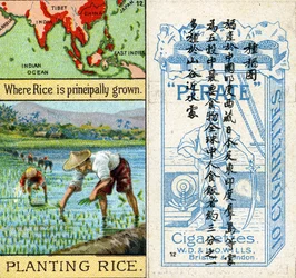 Growing and Planting Rice, from the series of 
