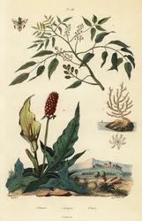 Gumbo-limbo, Bursera simaruba, broad sea fan coral or warty gorgonian, Eunicella verrucosa, and cuckoopint, Arum maculatum