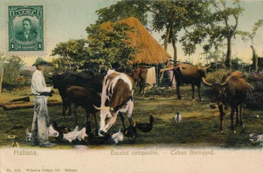 Habana. Escena Campestre - Cuban Barnyard