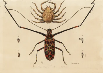 Harlequin beetle and European spider crab