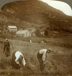 Harvesting barley on a Mindresunde farm in the valley near Olden, Norway, c1905