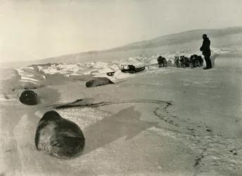 Hauling Seal Meat for the Winter Quarters
