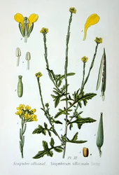 Hedge mustard