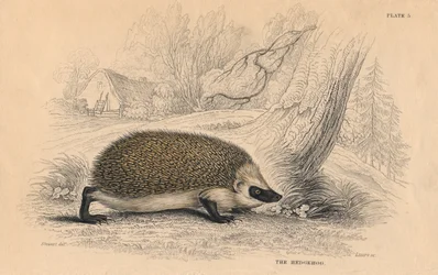 Hedgehog Erinaceus europeas