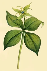 Herb Paris