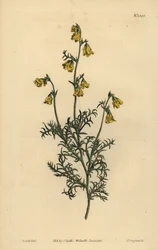 Hermannia confusa (Fine-leaved hermannia)