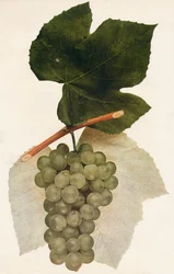 Hidalgo