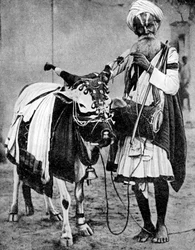 Hindu cow with sacred cow, India
