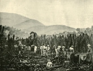 Hop Picking in Tasmania