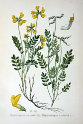Horseshoe Vetch, 1893