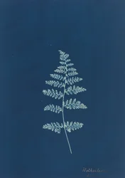 Hothocleana, c. 1850s