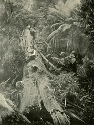 How Are The Mighty Fallen, 1901