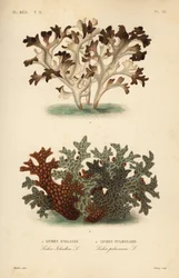 Iceland moss and tree lungwort