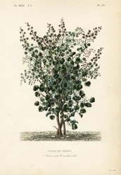 Indian berry, fish berry or Levant nut, Anamirta cocculus