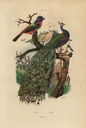 Indian Peafowl and Parrotfinch